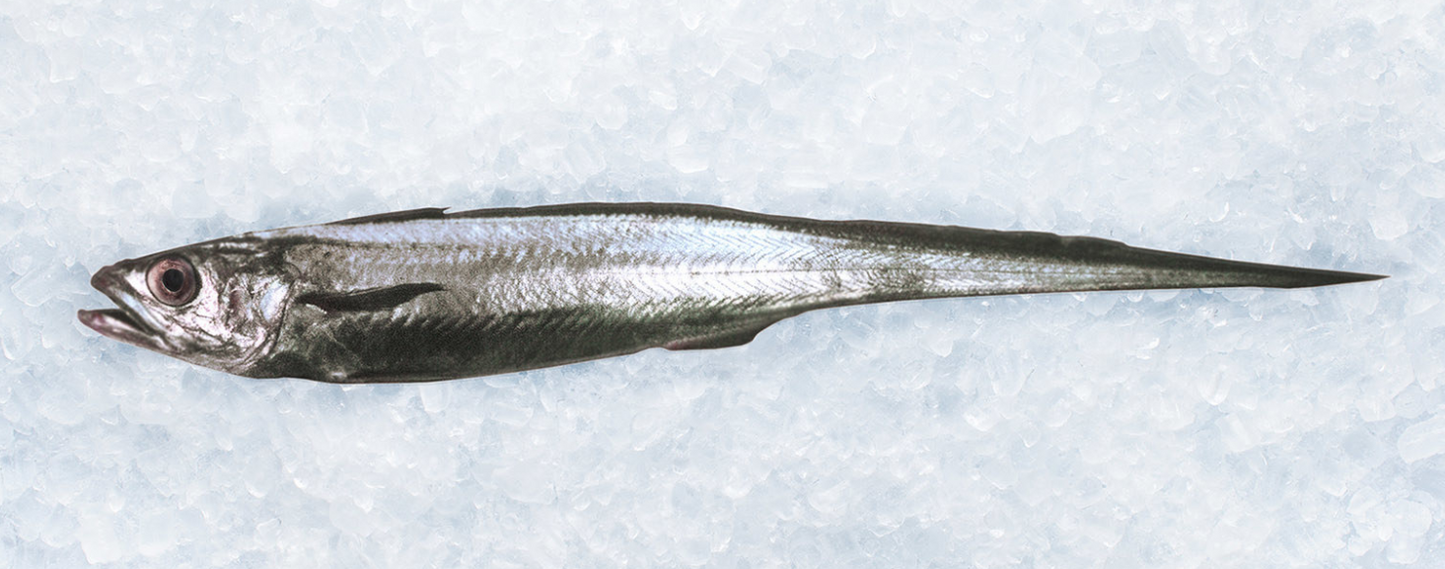 Frozen Hoki - Dressed
