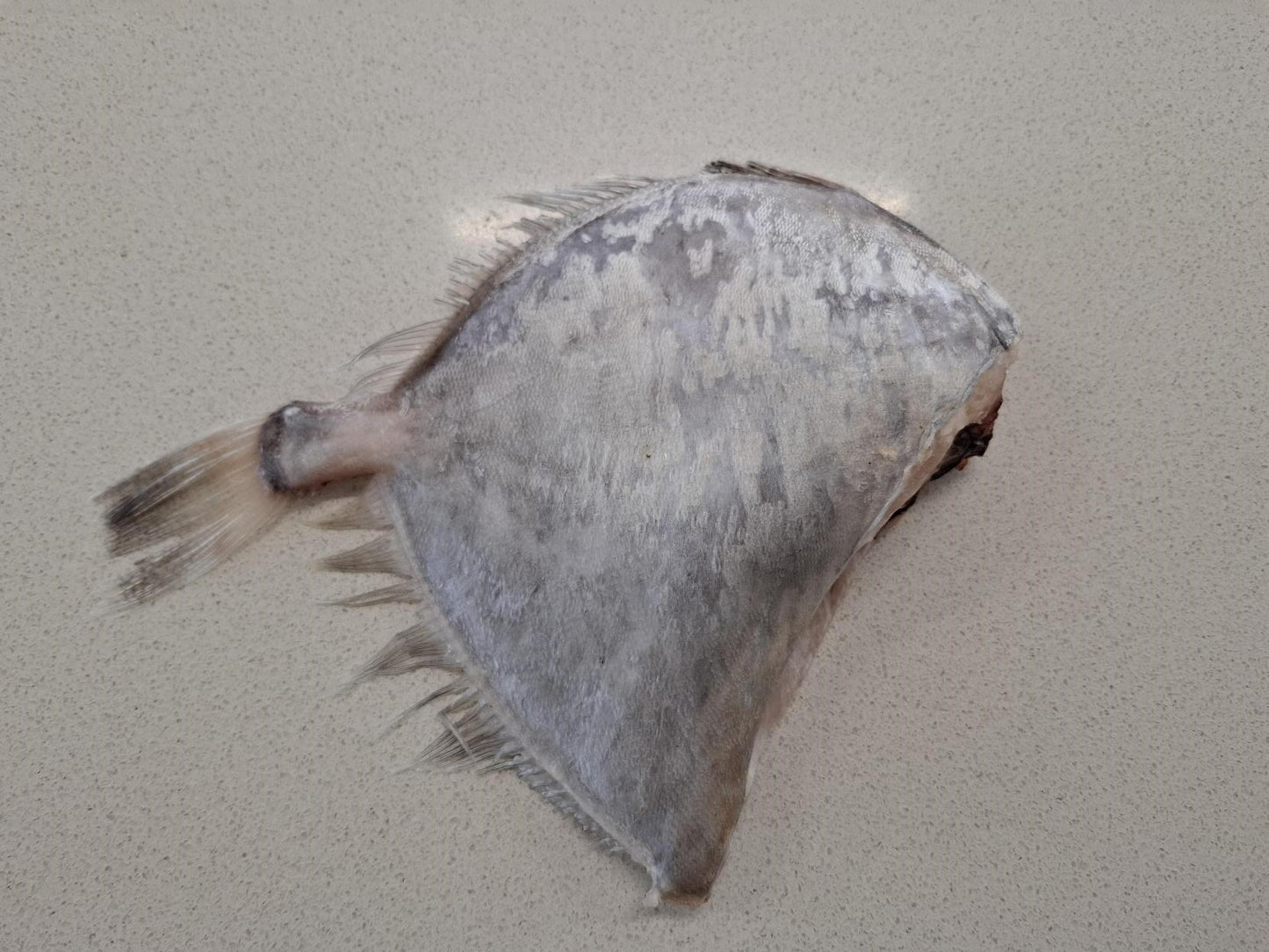 Frozen Whole Lookdown Dory - Dressed