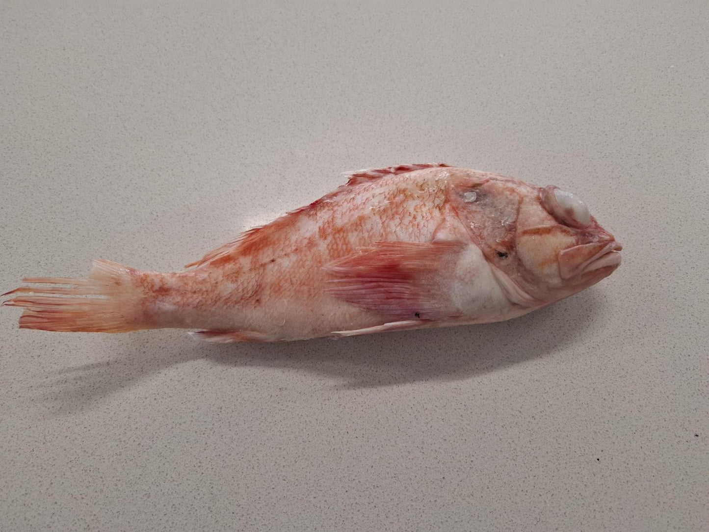 Frozen Whole Sea Perch - Dressed