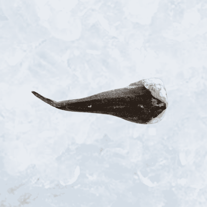 Frozen Dressed Monkfish