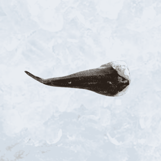 Frozen Dressed Monkfish