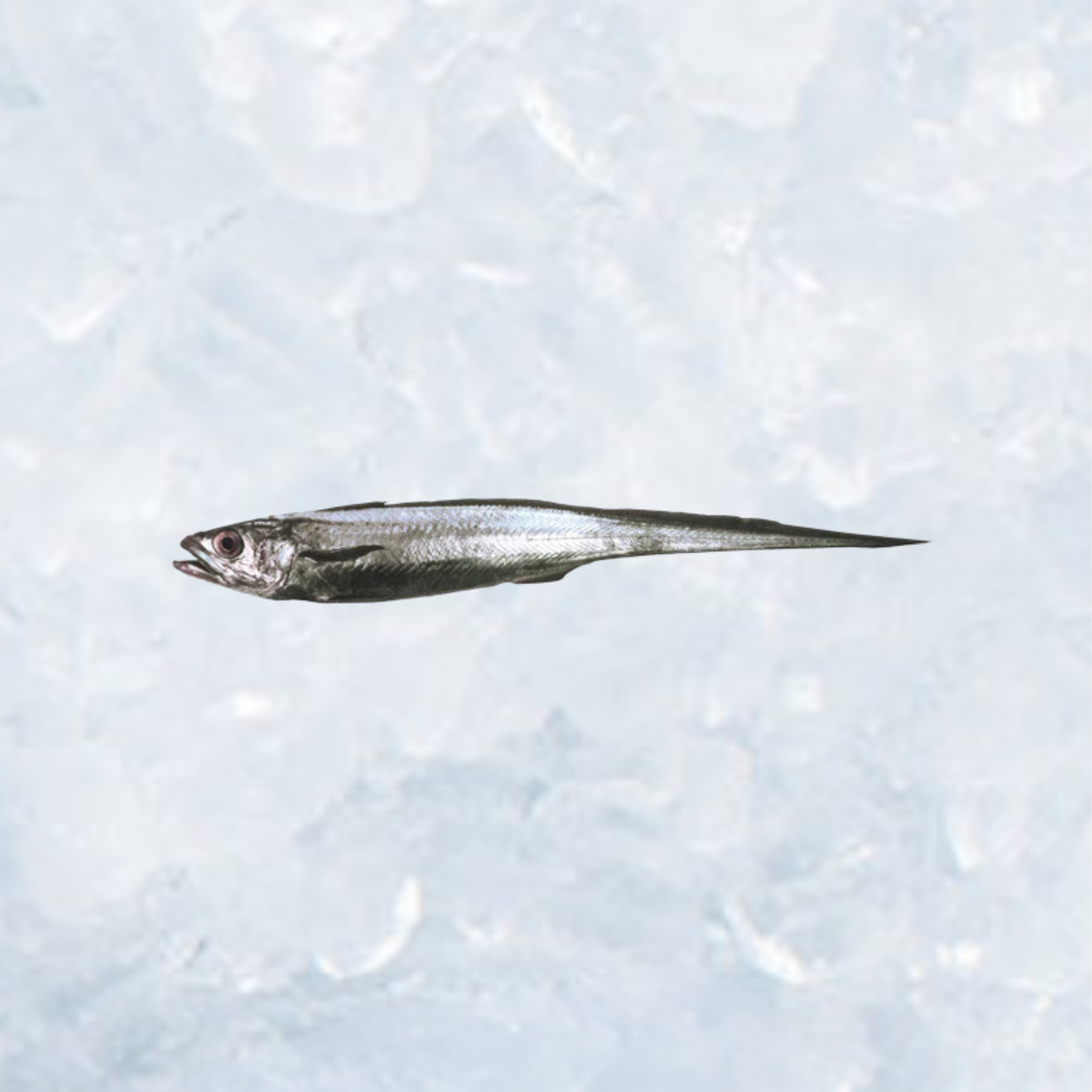 Frozen Hoki - Dressed – Sanford and Sons Frozen