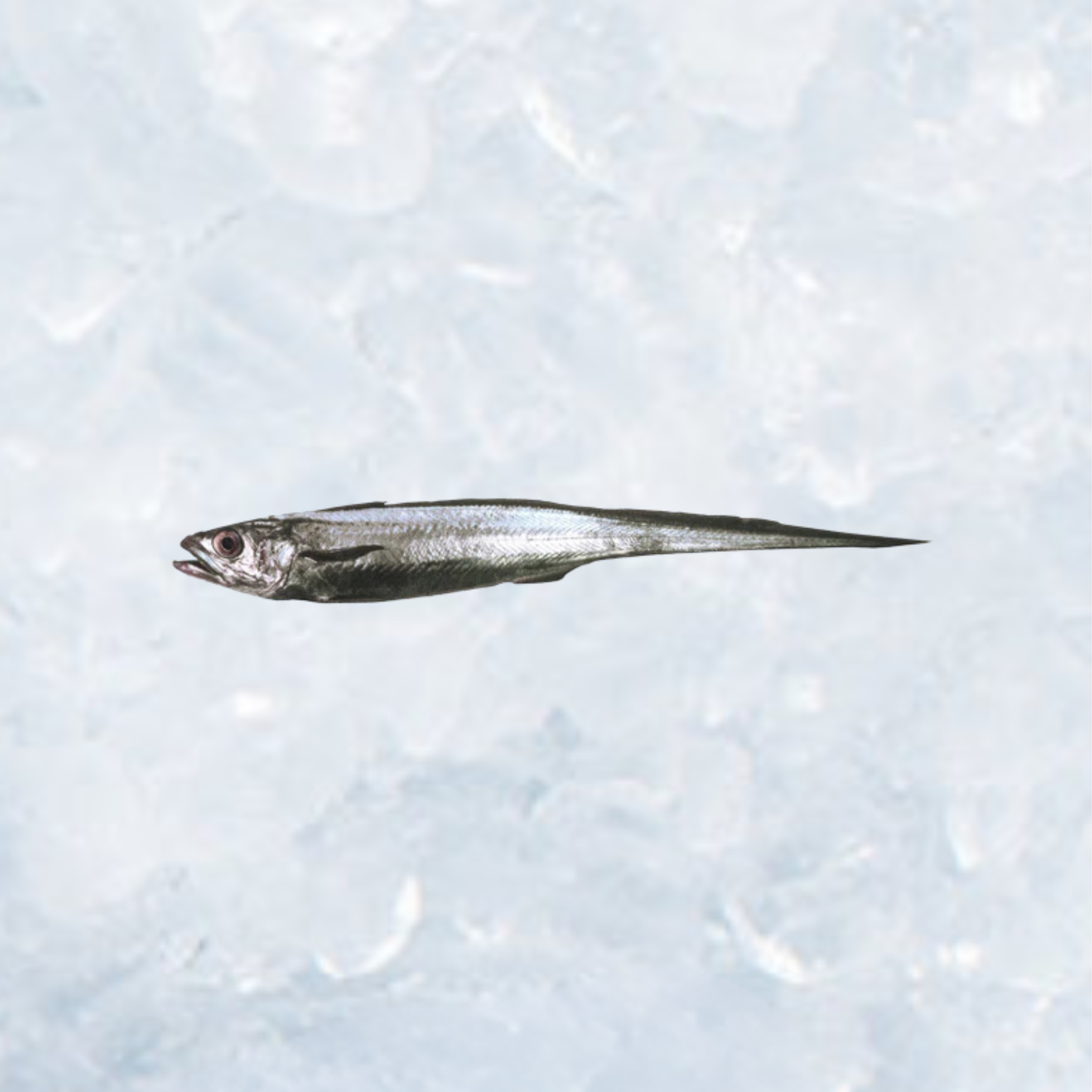 Frozen Hoki - Dressed