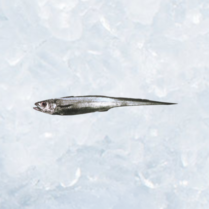 Frozen Hoki - Dressed