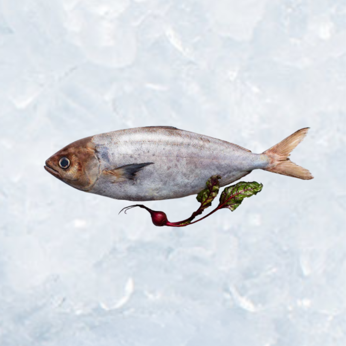 Frozen Whole White Warehou - Dressed