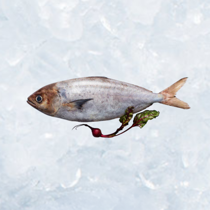 Frozen Whole White Warehou - Dressed