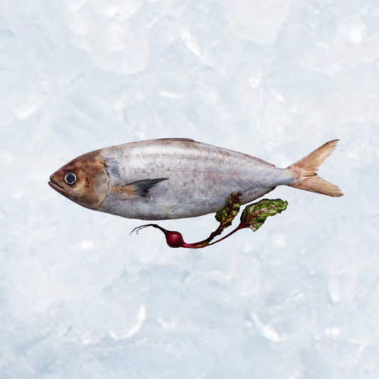 Frozen Whole White Warehou - Dressed