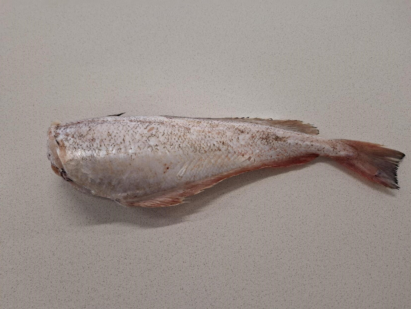 Frozen Whole Red Cod - Dressed