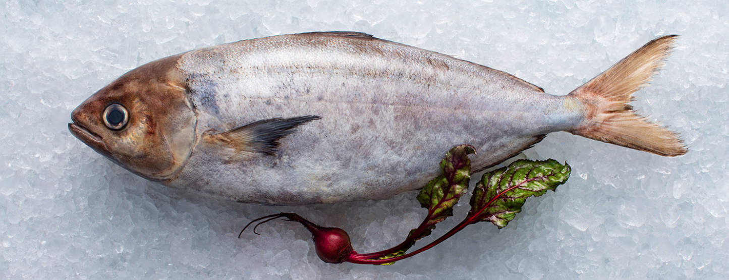 Frozen Whole White Warehou - Dressed